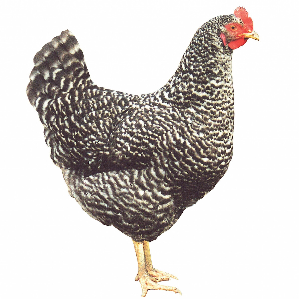 nosnica jarabata