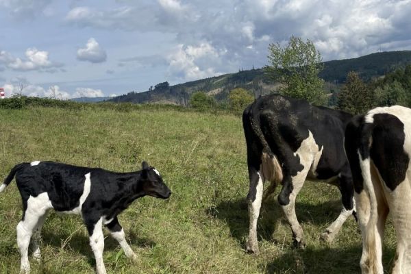 predaj-chovne-zvierata-kysuce-008