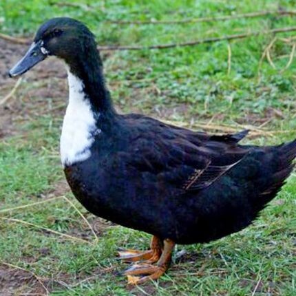 kacka dvorka